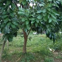 柚子树，各种果树，5到15公分的