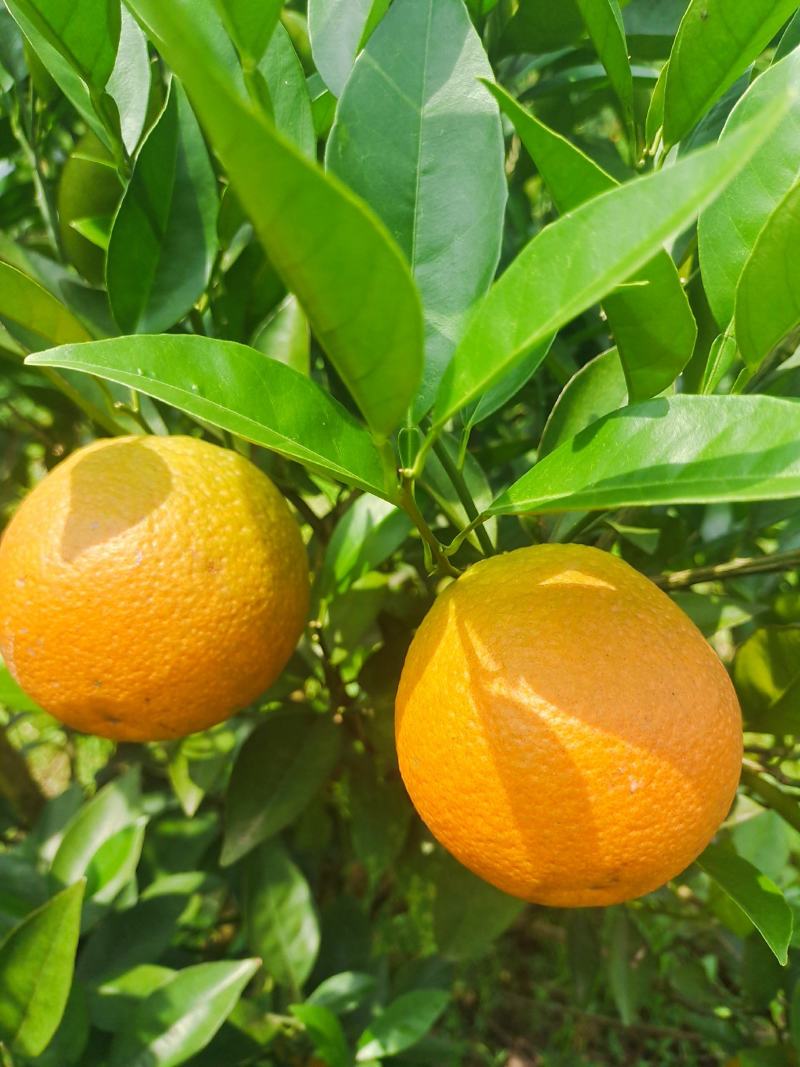 夏橙