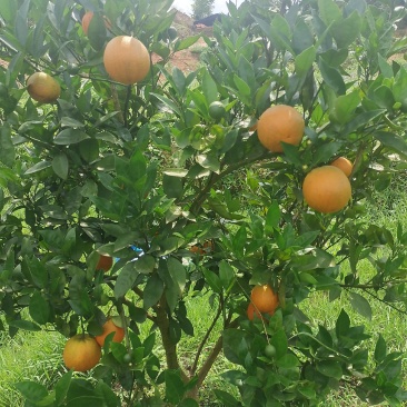 夏橙