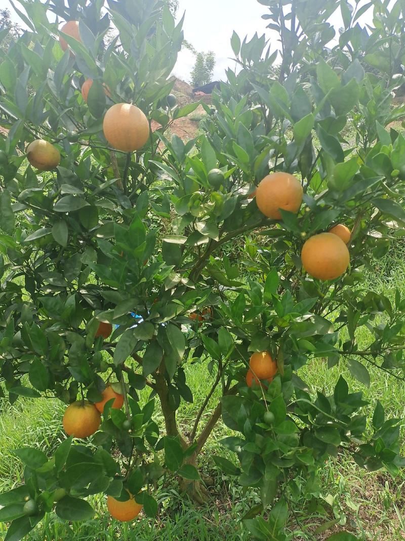 夏橙
