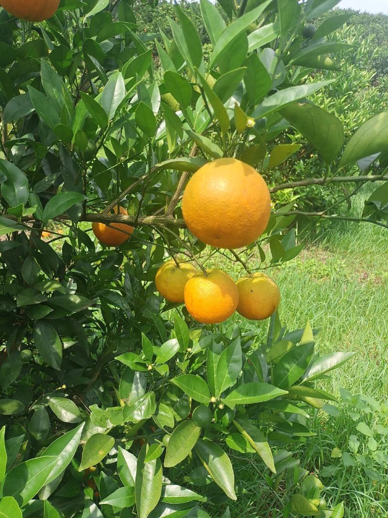 夏橙