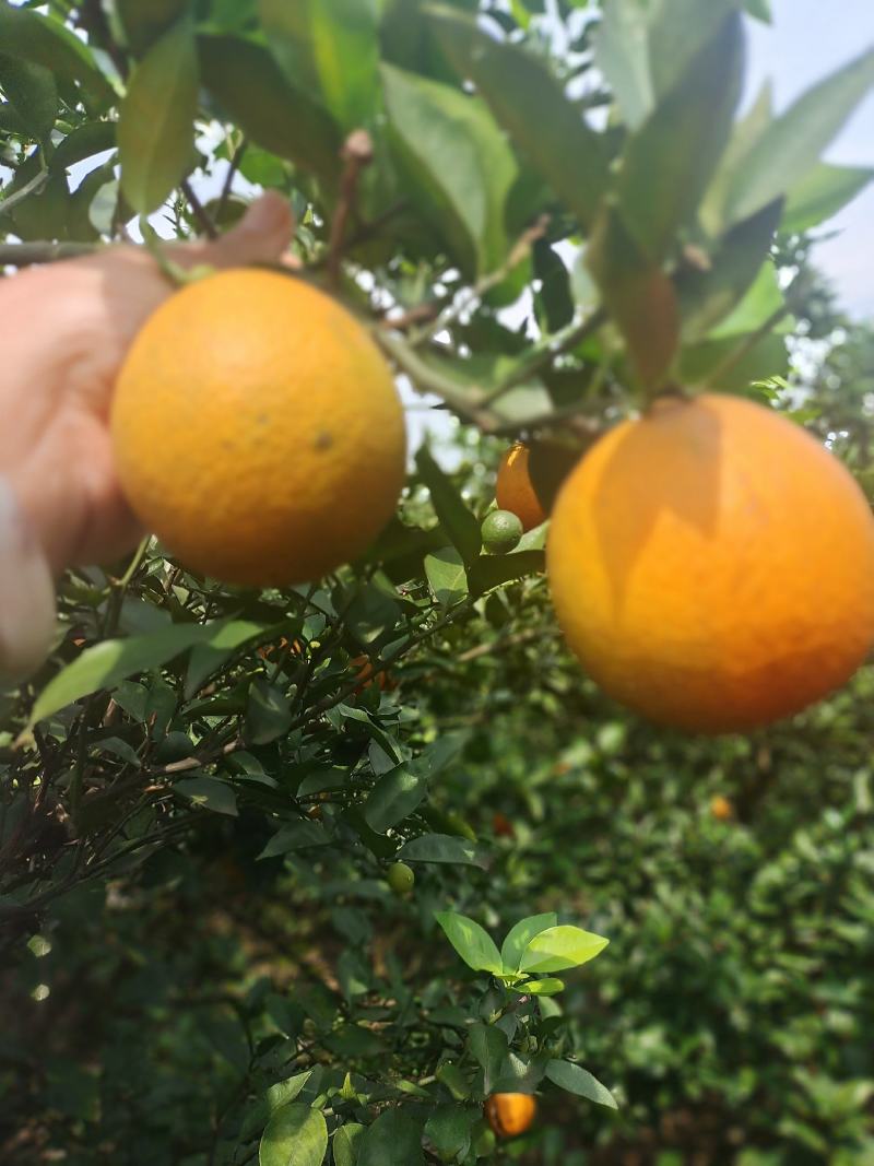 夏橙