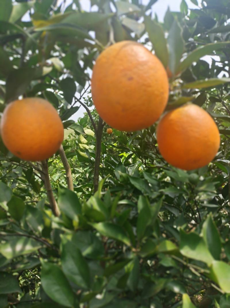 夏橙