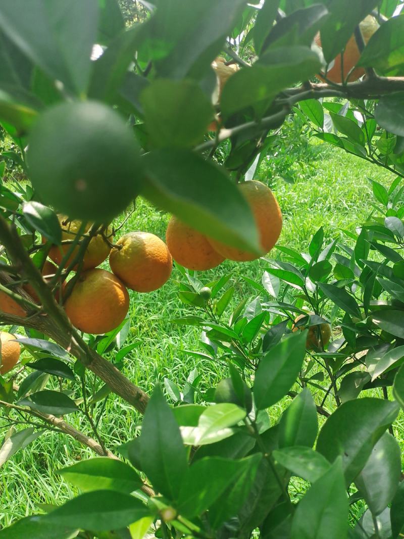 夏橙