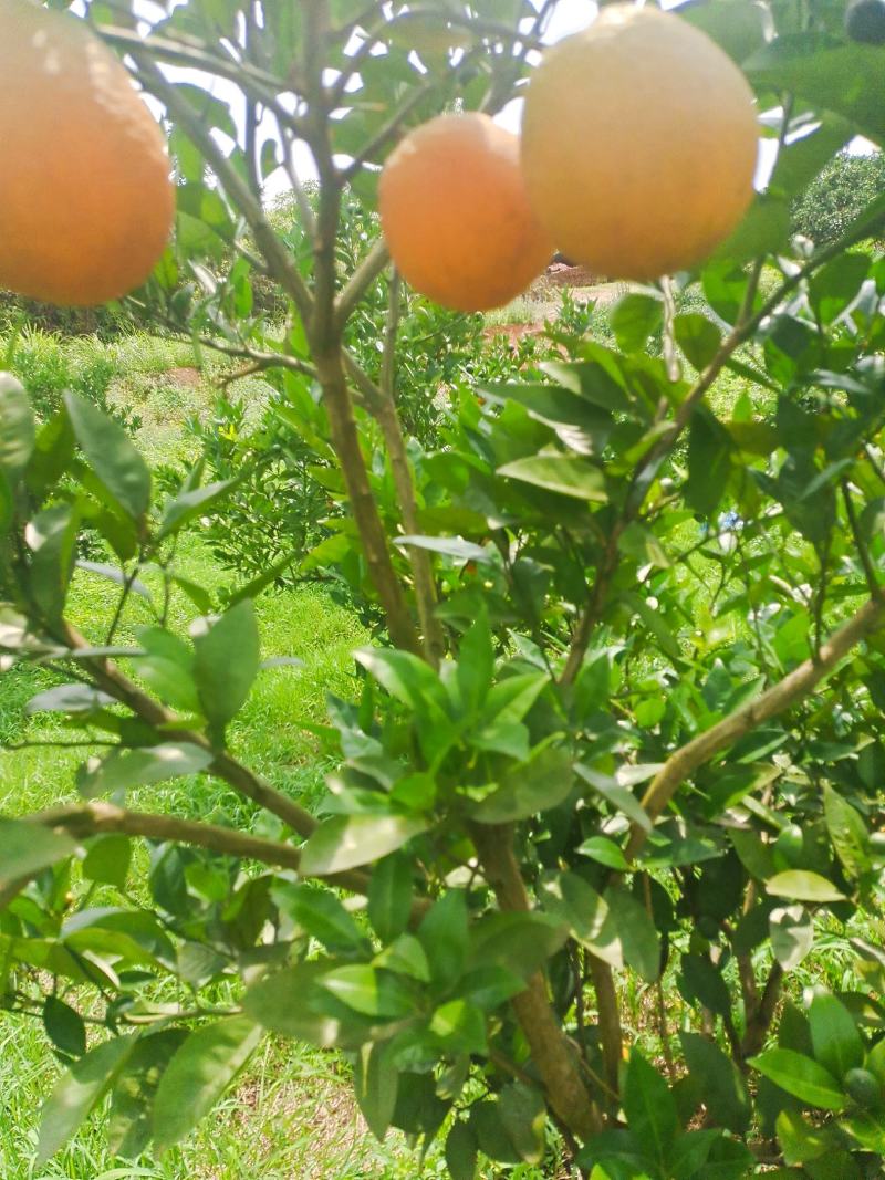夏橙