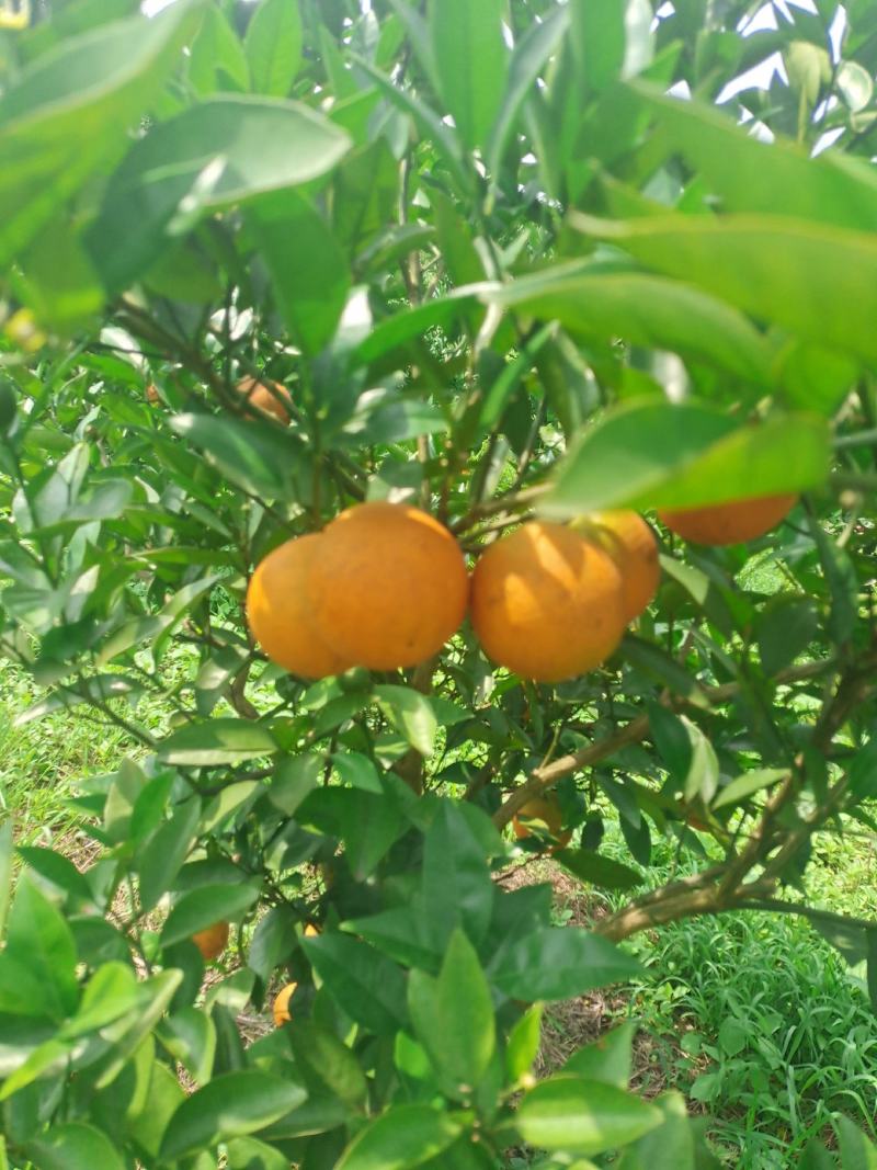 夏橙
