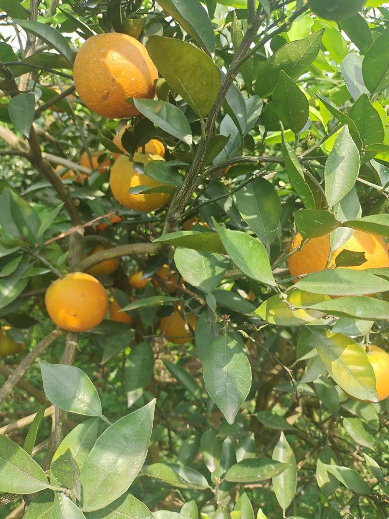 夏橙