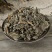 败酱草包邮野生中药材黄花败将草臭败酱草臭败将中草药店铺