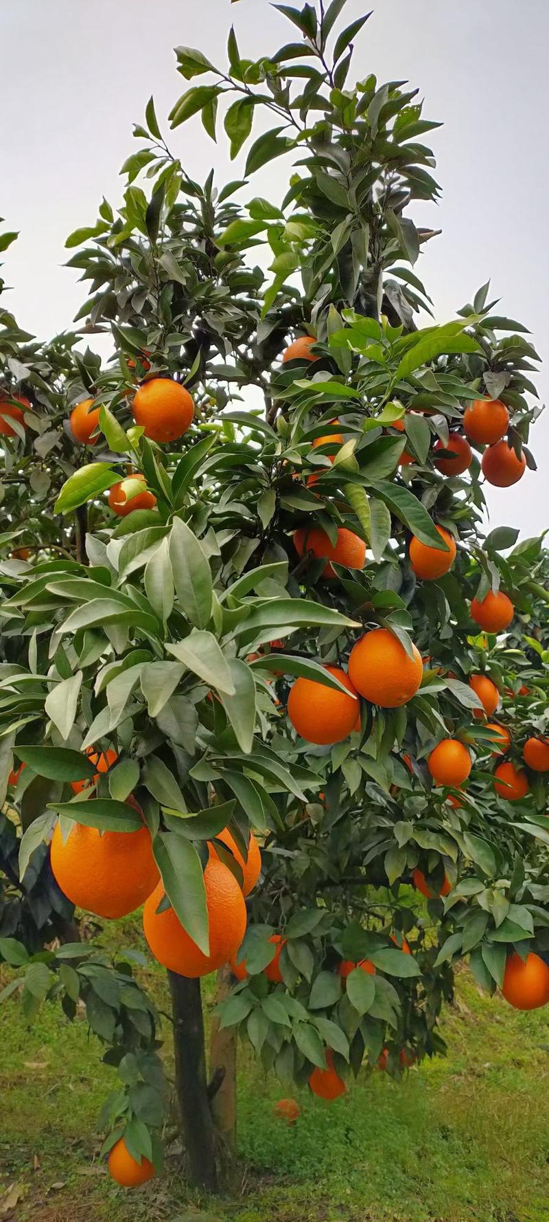 纽荷尔脐橙秭归特产果皮薄细腻汁多肉嫩香甜可口保质保量