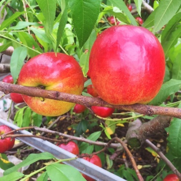 黄心油桃🍑大量上市[勾引]