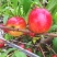 黄心油桃🍑大量上市[勾引]