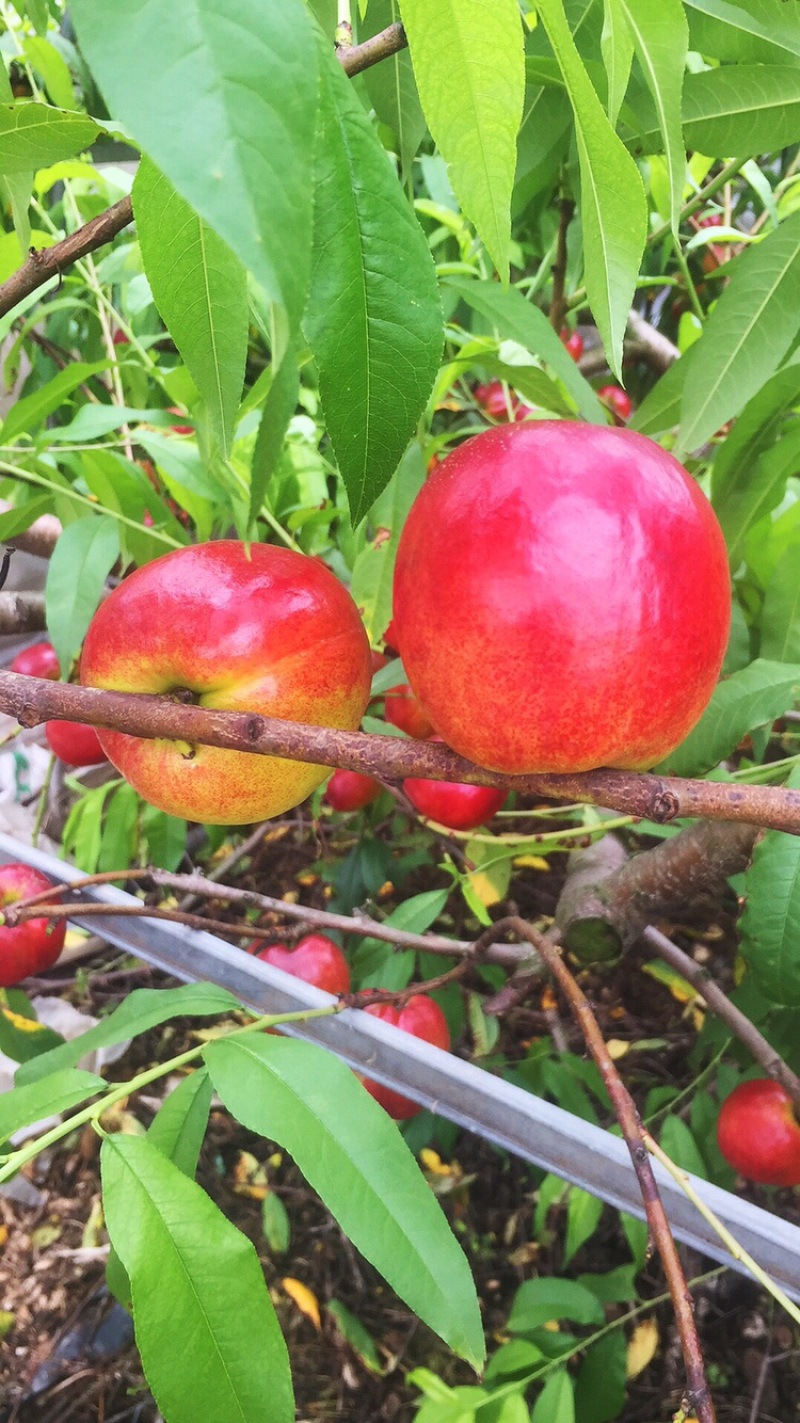 黄心油桃🍑大量上市[勾引]