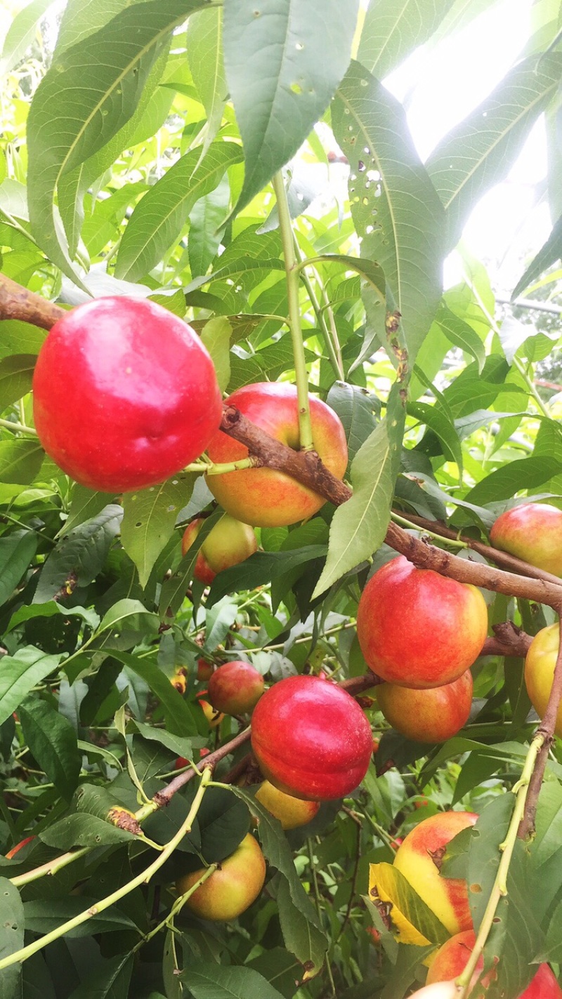 黄心油桃🍑大量上市[勾引]