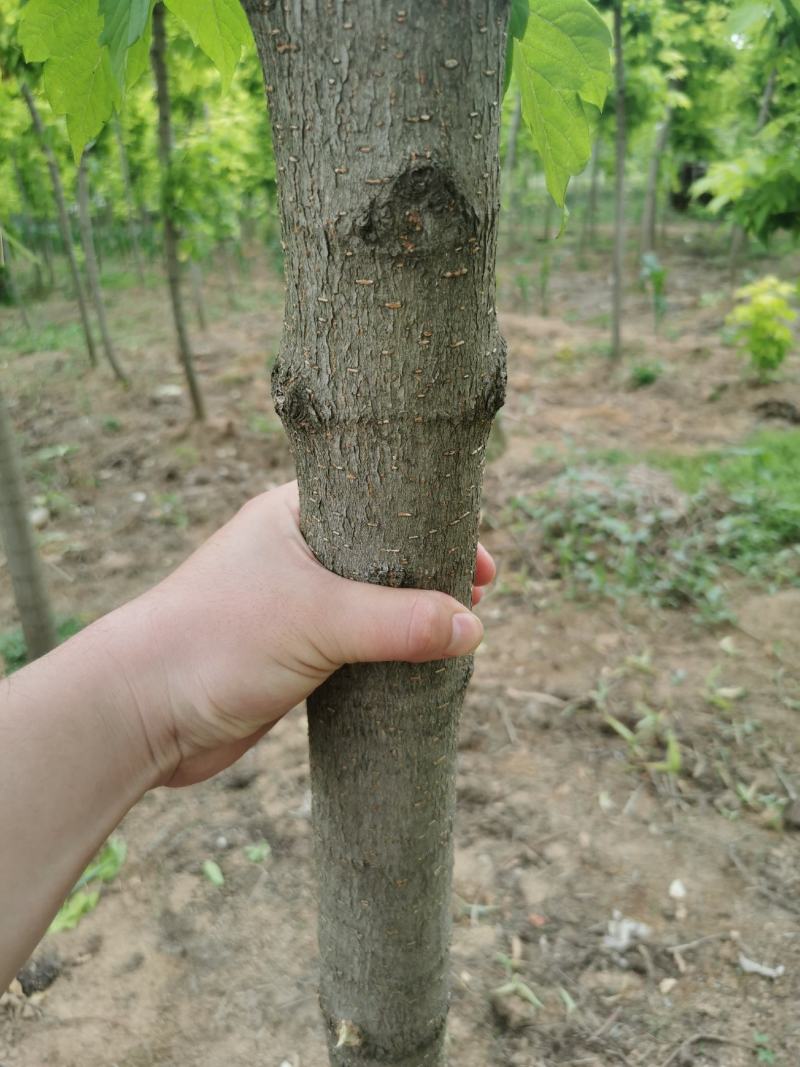 金叶复叶槭接穗～4.5米定杆