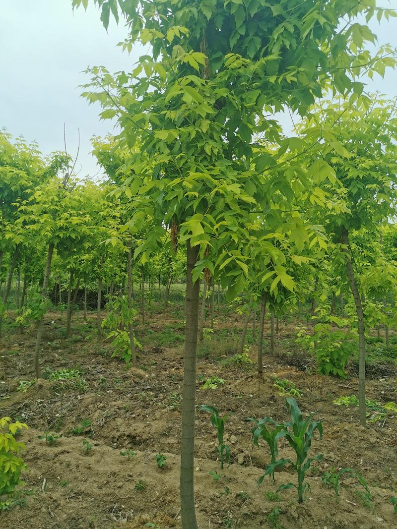 金叶复叶槭接穗～4.5米定杆