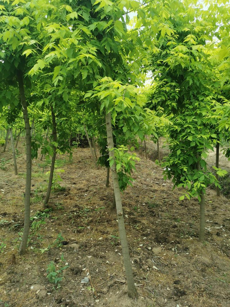 金叶复叶槭接穗～4.5米定杆