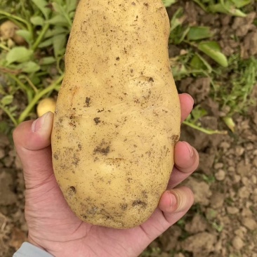 【精品推荐】湖北荷兰土豆黄皮黄心荷兰十五大量供应