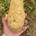 【精品推荐】湖北荷兰土豆黄皮黄心荷兰十五大量供应