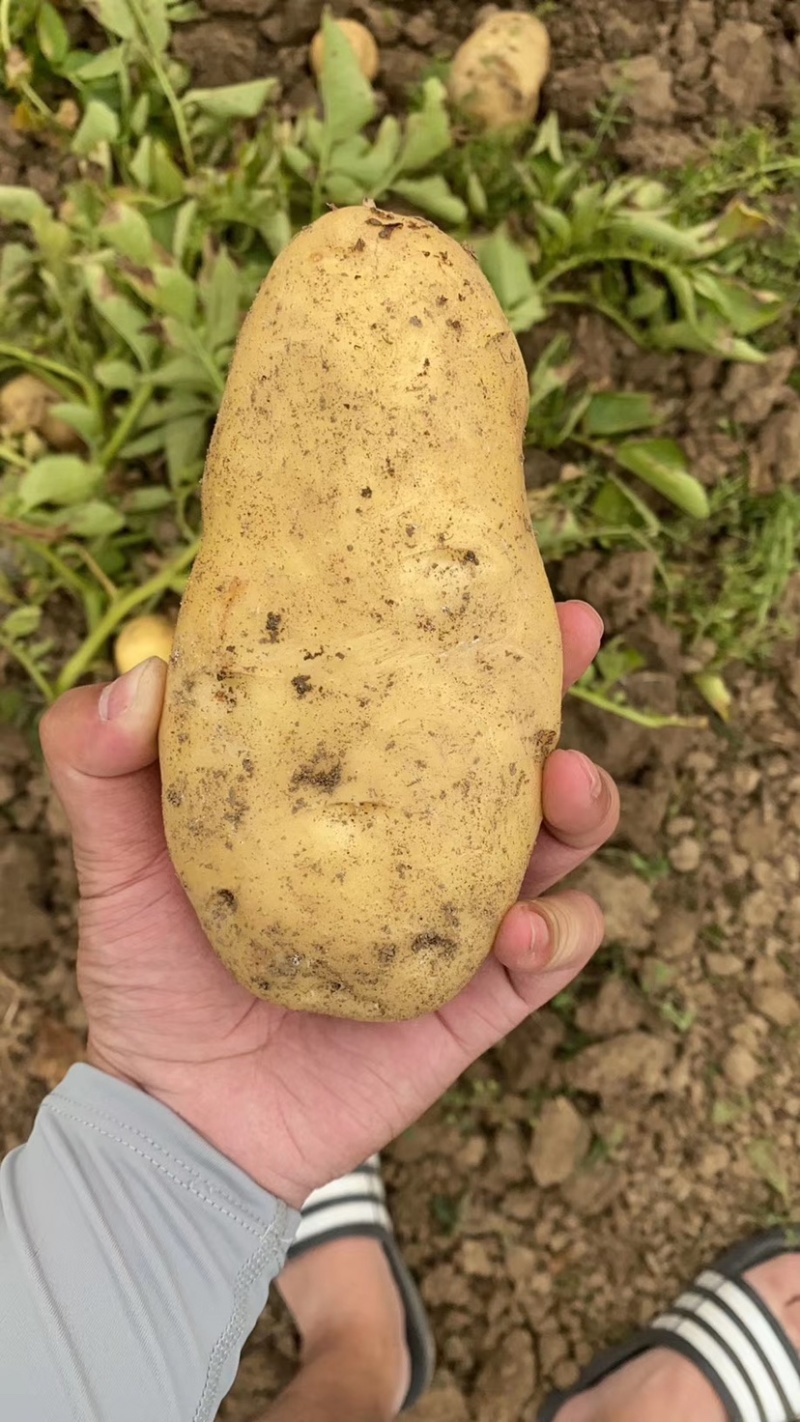 【精品推荐】湖北荷兰土豆黄皮黄心荷兰十五大量供应