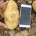 【精品推荐】湖北荷兰土豆黄皮黄心荷兰十五大量供应