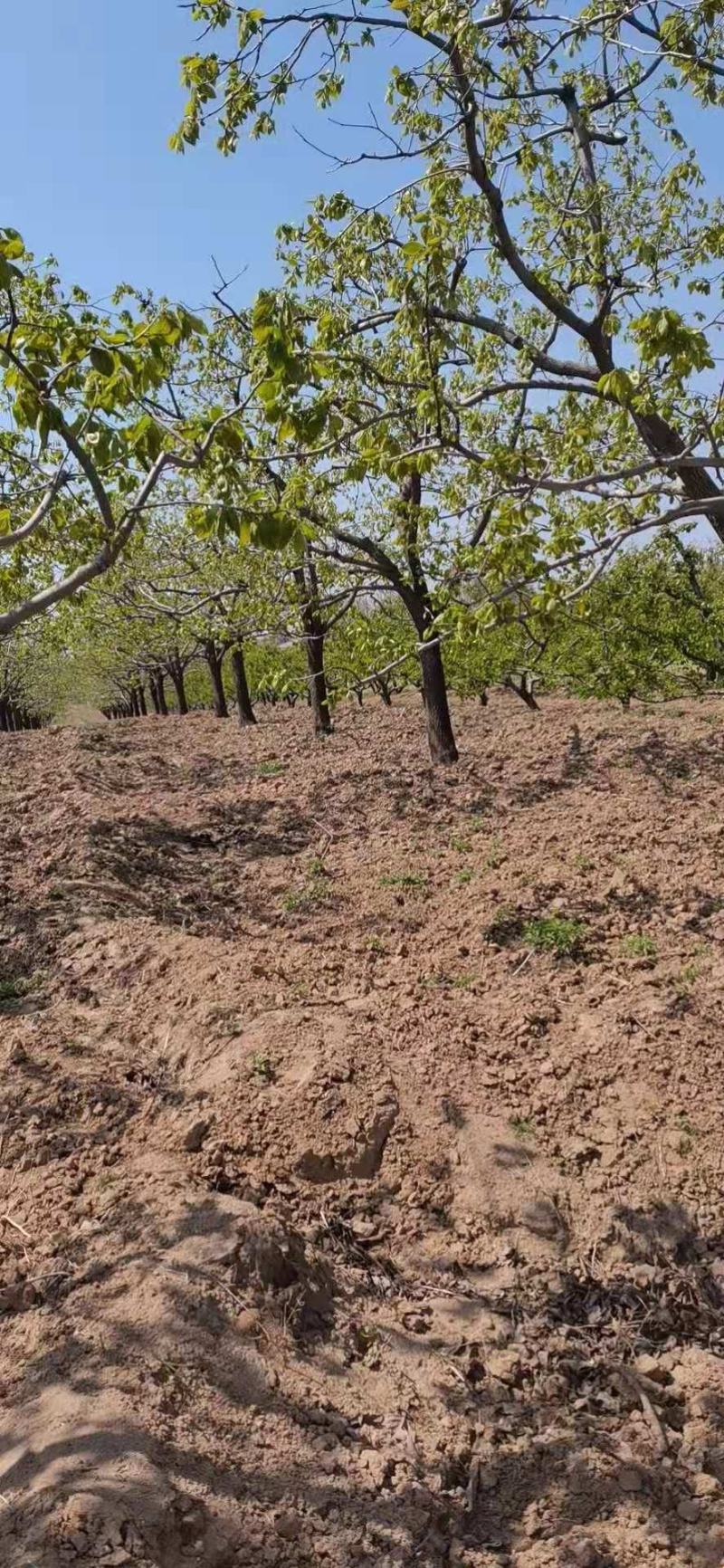 柿子树，基地供应，质量保证发祥绿化苗圃期待你的光临指