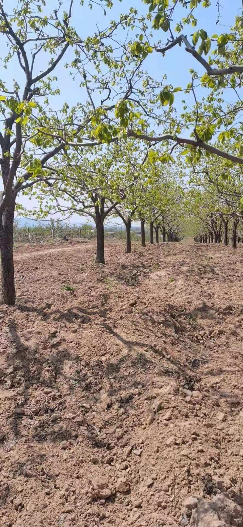 柿子树，基地供应，质量保证发祥绿化苗圃期待你的光临指