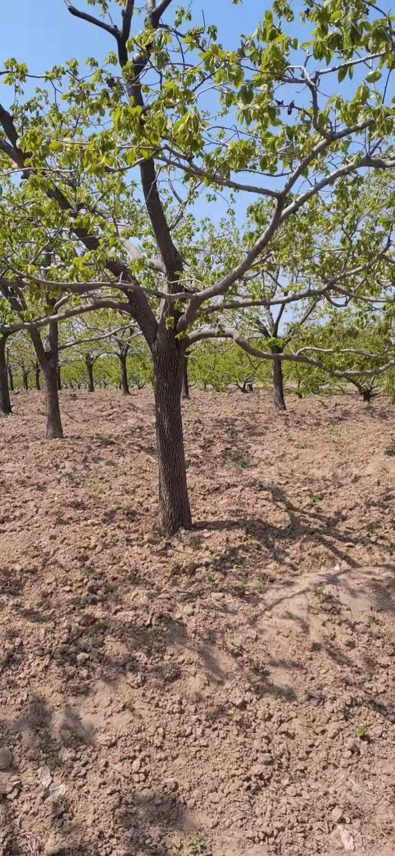 柿子树，基地供应，质量保证发祥绿化苗圃期待你的光临指