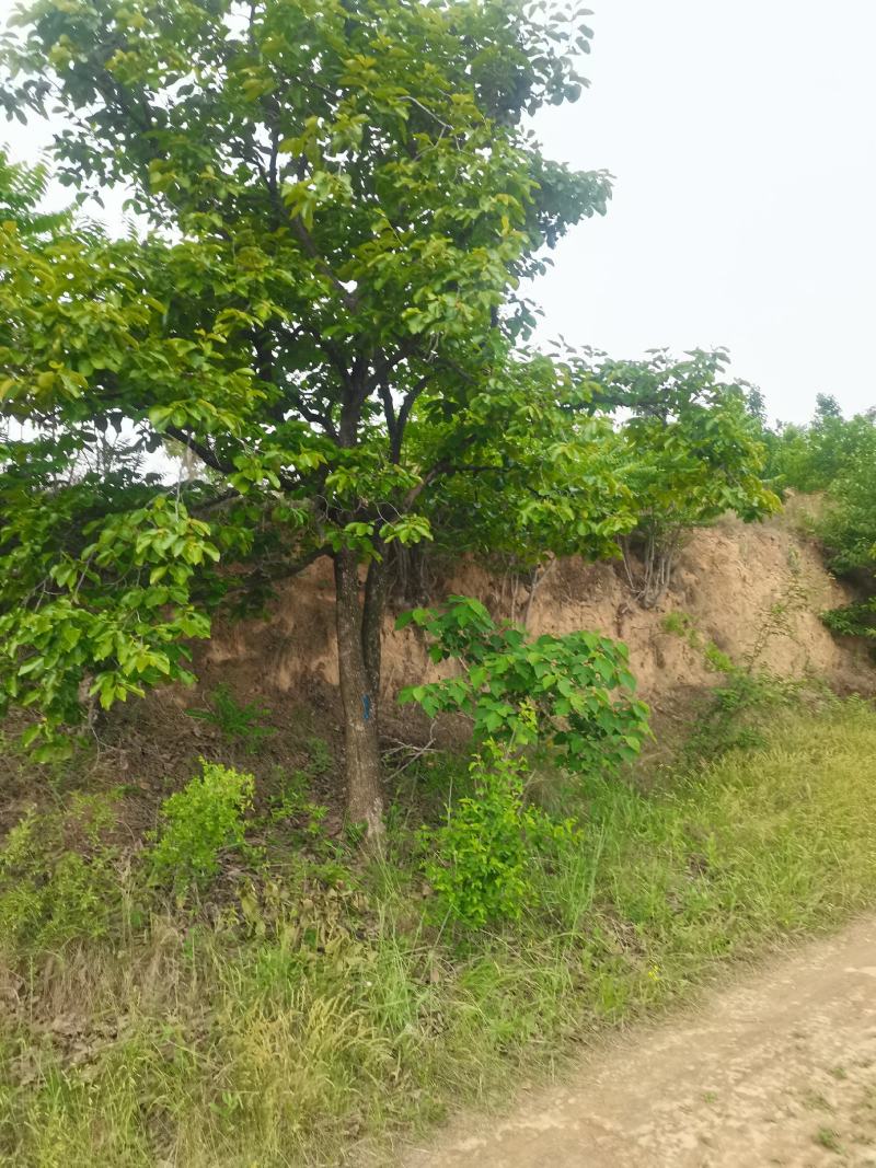 柿子树，基地供应，质量保证发祥绿化苗圃期待你的光临指