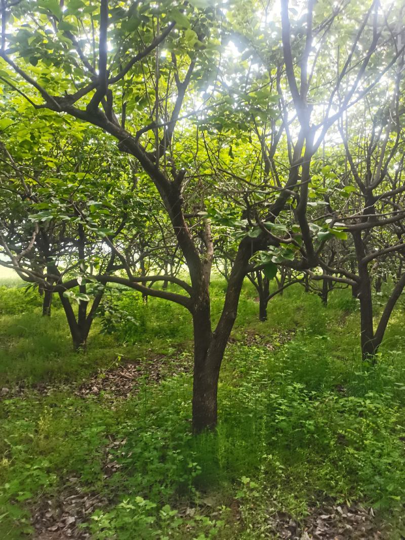 柿子树，基地供应，质量保证发祥绿化苗圃期待你的光临指