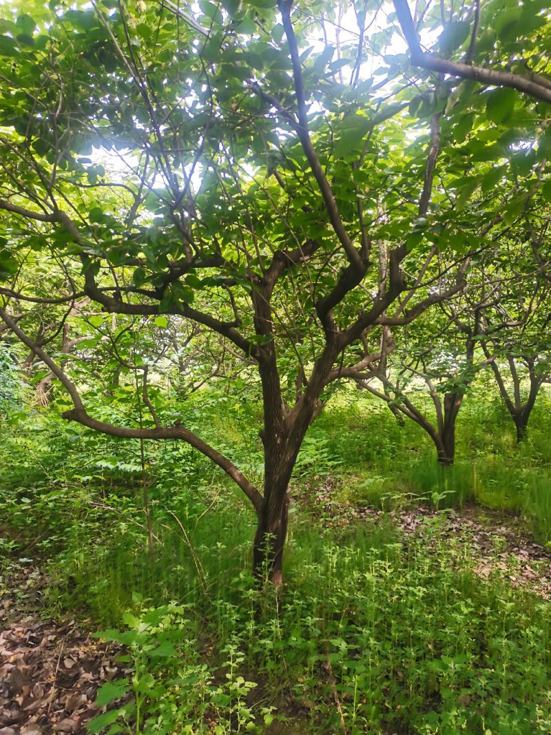 柿子树，基地供应，质量保证发祥绿化苗圃期待你的光临指