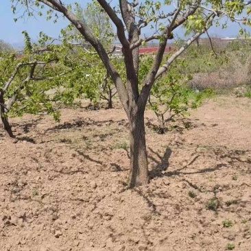 柿子树，基地供应，质量保证发祥绿化苗圃期待你的光临指
