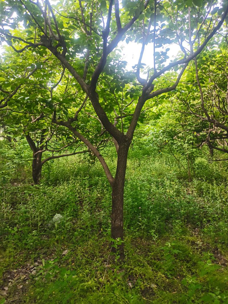 柿子树，基地供应，质量保证发祥绿化苗圃期待你的光临指