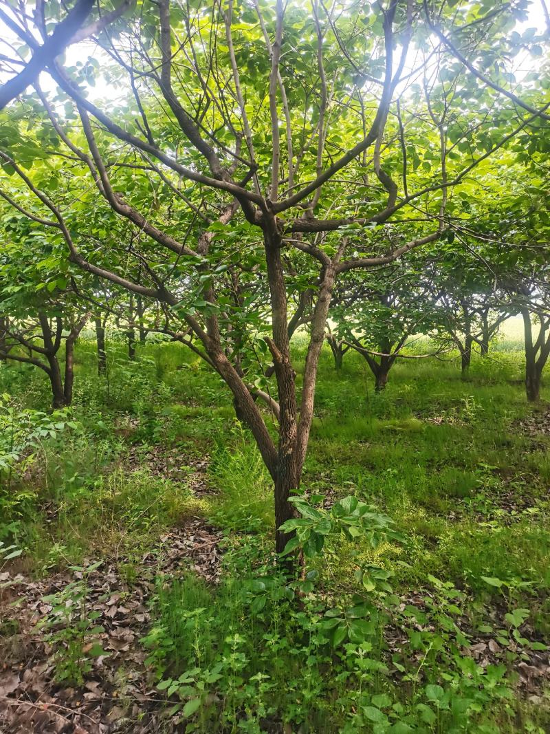 柿子树，基地供应，质量保证发祥绿化苗圃期待你的光临指