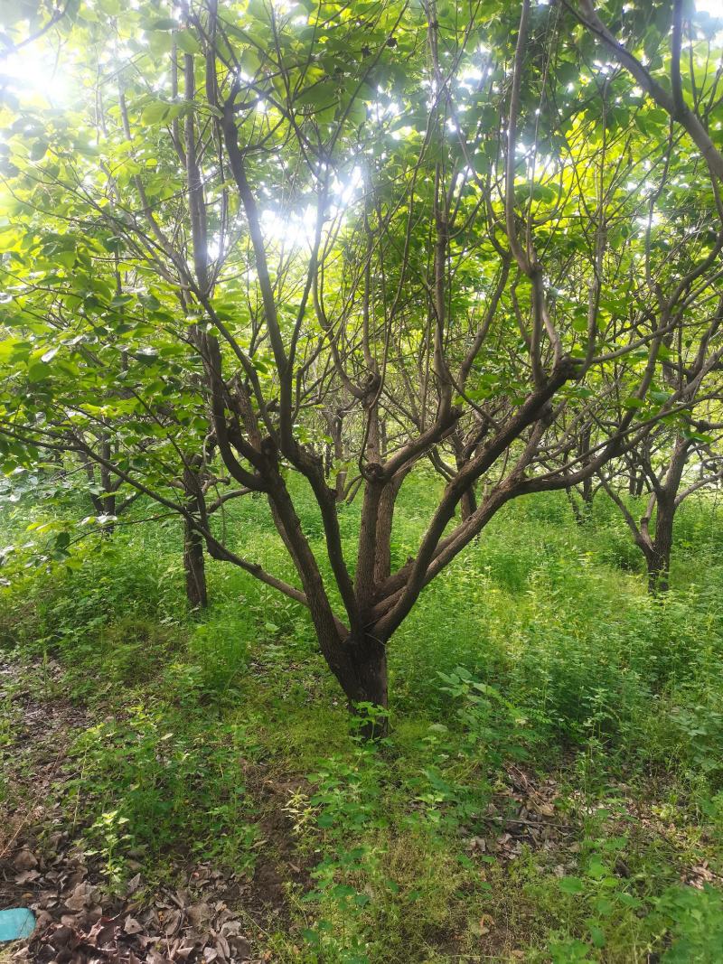 柿子树，基地供应，质量保证发祥绿化苗圃期待你的光临指