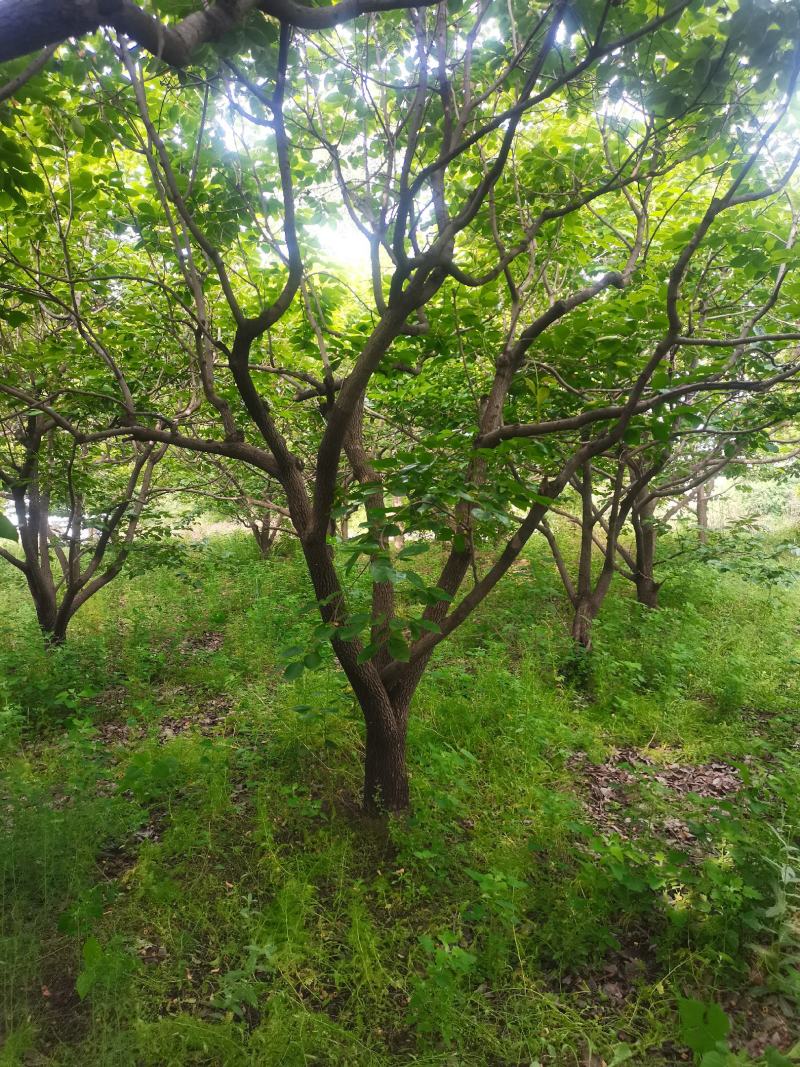 柿子树，基地供应，质量保证发祥绿化苗圃期待你的光临指