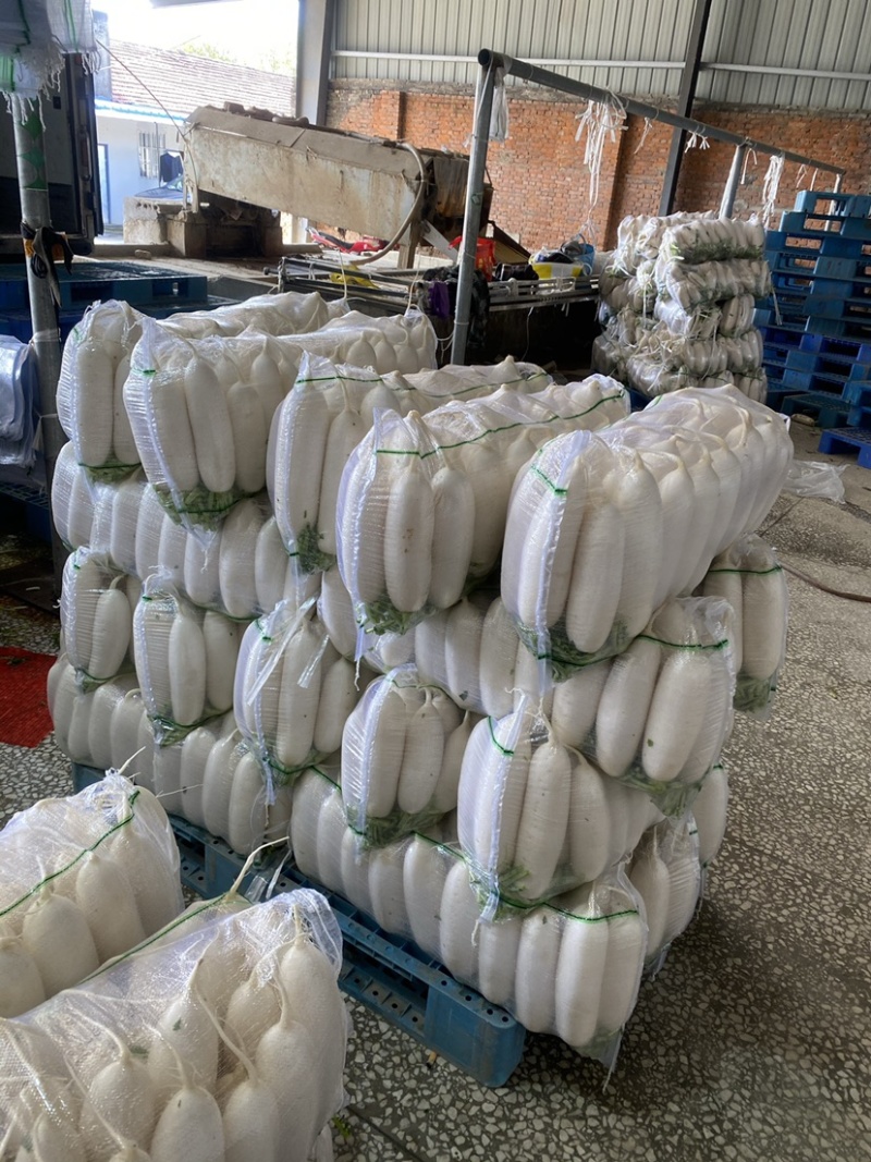 【荐】湖北萝卜白萝卜品质保证产地直发可供电商超市