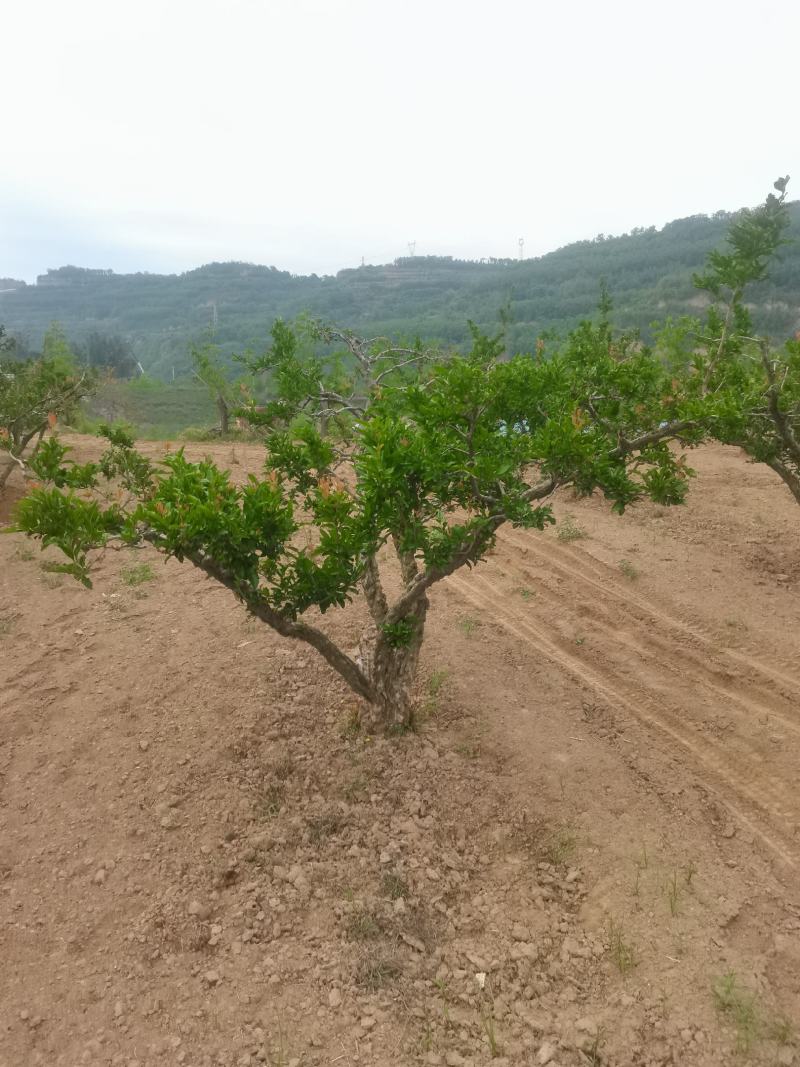 石榴树，质量保证，价格优惠
