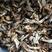 野生木耳蘑食用菌，口感佳，无污染，一手货源，产地直销