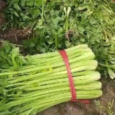 芹菜