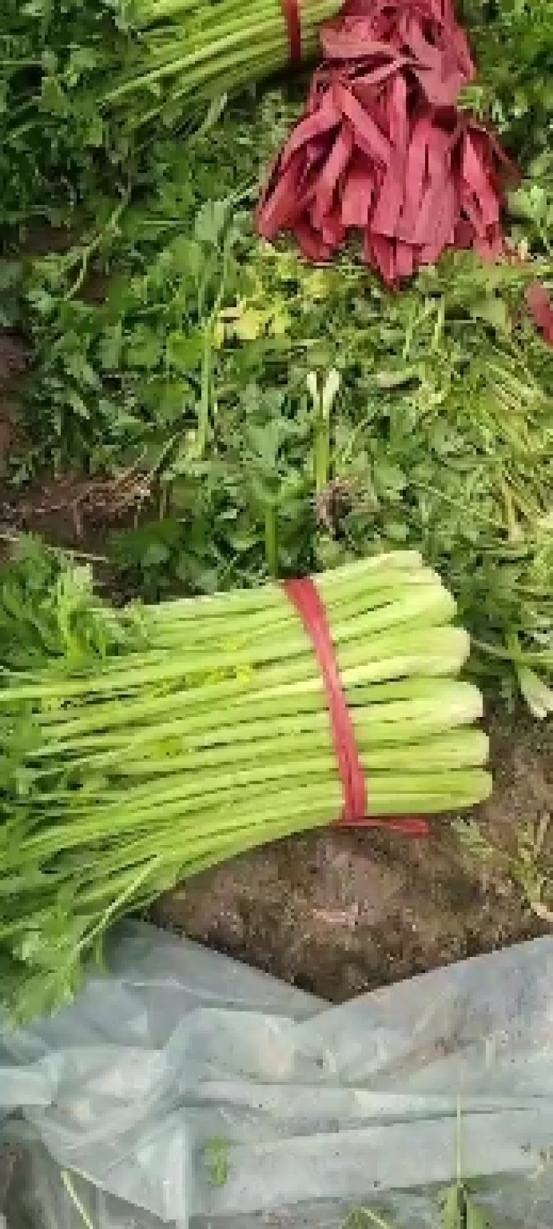 芹菜