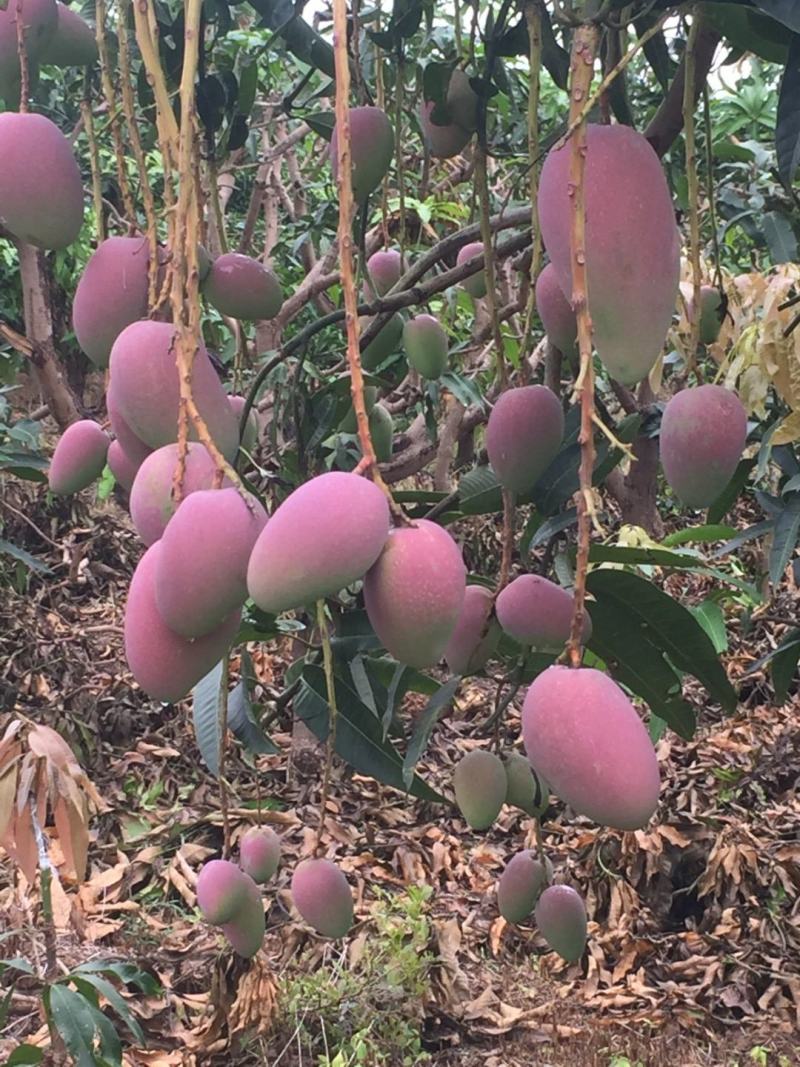 贵妃芒