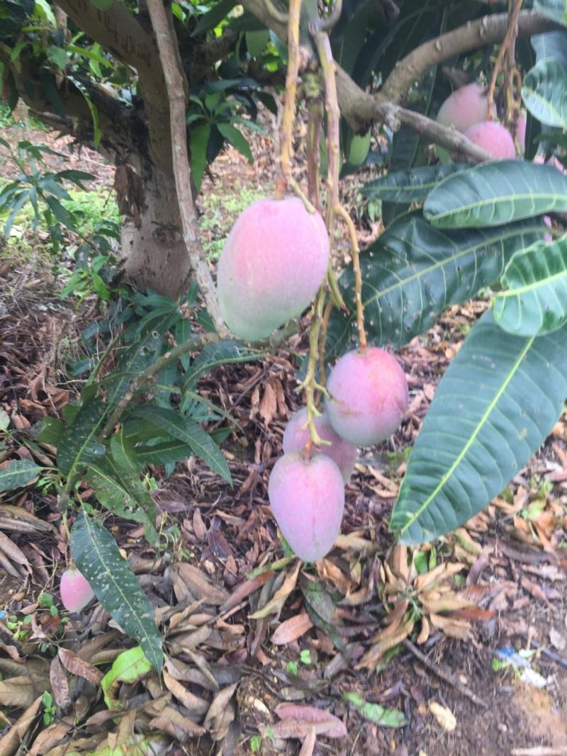 贵妃芒