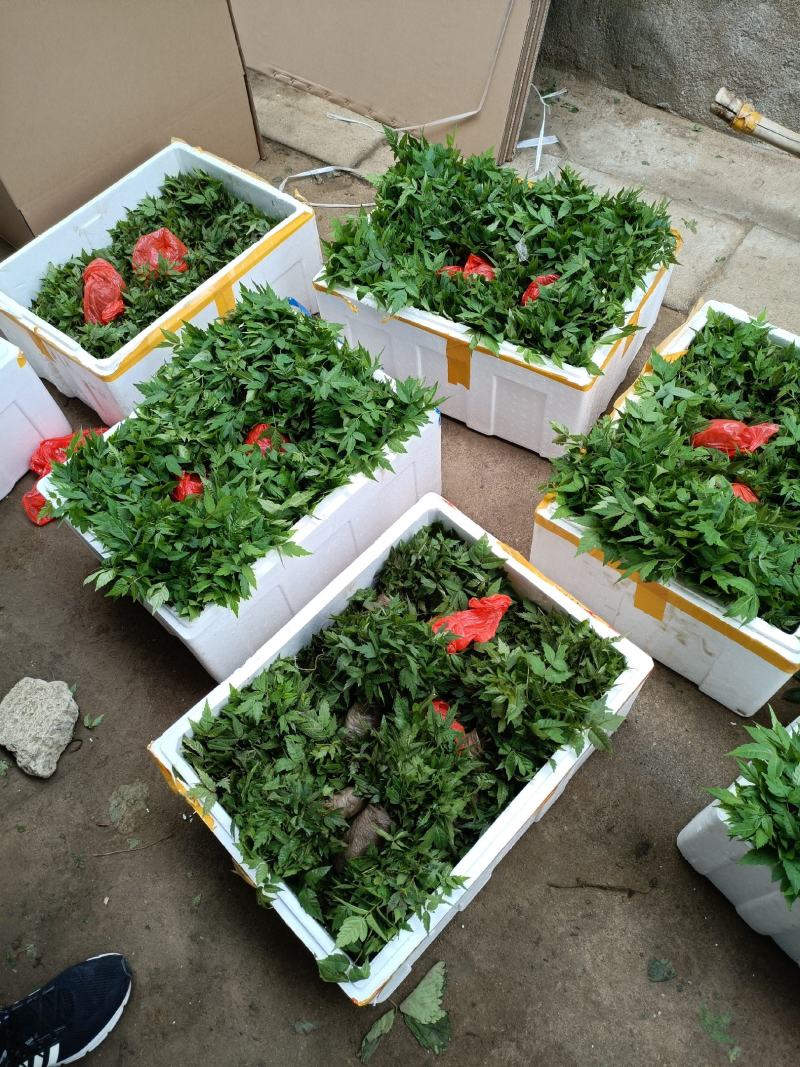 香椿小苗批发香椿芽苗高度10公分香椿树苗种植基地