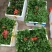 香椿小苗批发香椿芽苗高度10公分香椿树苗种植基地
