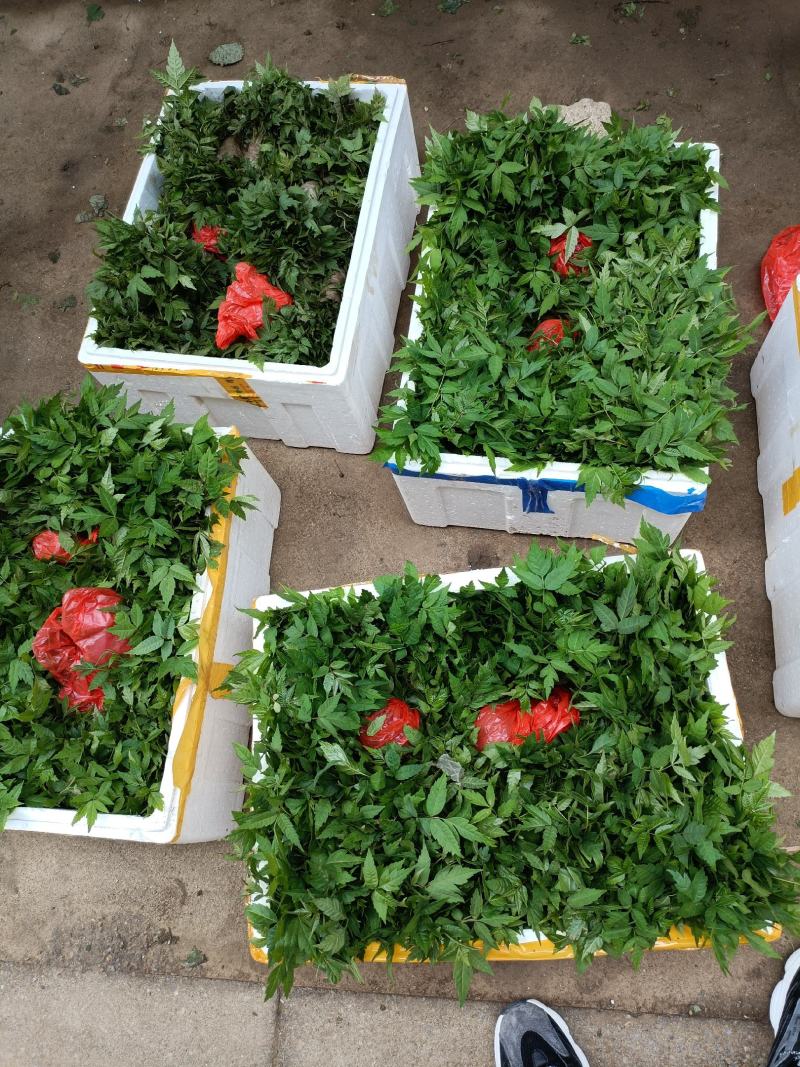 香椿小苗批发香椿芽苗高度10公分香椿树苗种植基地