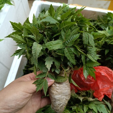 香椿小苗批发香椿芽苗高度10公分香椿树苗种植基地