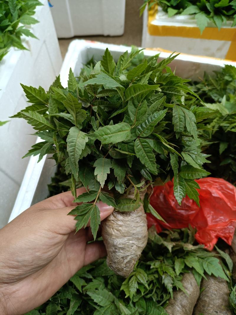 香椿小苗批发香椿芽苗高度10公分香椿树苗种植基地