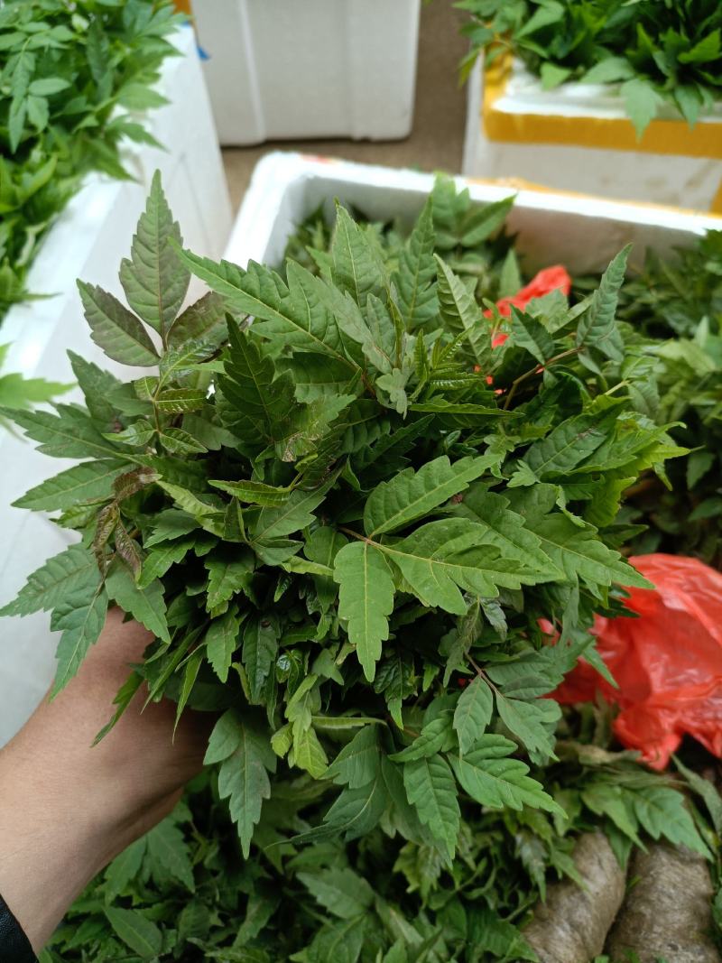 香椿小苗批发香椿芽苗高度10公分香椿树苗种植基地