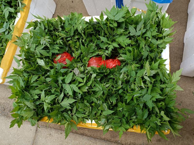 香椿小苗批发香椿芽苗高度10公分香椿树苗种植基地