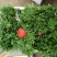 香椿小苗批发香椿芽苗高度10公分香椿树苗种植基地